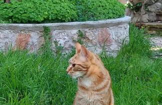 Casa intera con giardino - Photo 48