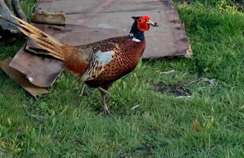 Cosy escape heated luxury pod with hot tub - Foto 33