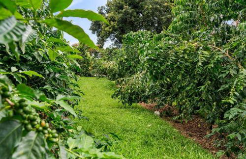 Orchid Hale - Foto 59