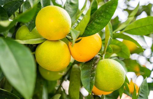 Valandou Guesthouses - Foto 63