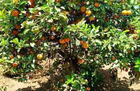 Chácara do Sapé - Foto 20