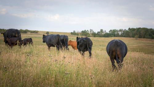 The Showman's Waggon - Foto 4