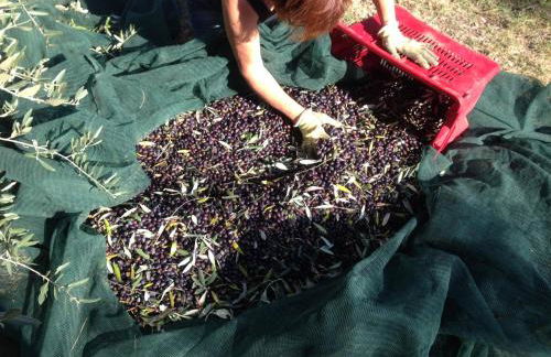 Agriturismo La Roverella - Foto 21