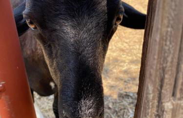 Charming Cabin in the Heart of the TX Hill Country - Photo 18