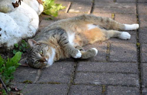 Ferienhaus Abtsroda - Foto 36