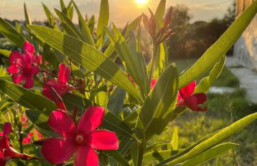Carefree Dreams : Cottage in Flogita Chalkidiki - Foto 28