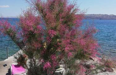 Apartmani Ivanković - Foto 12