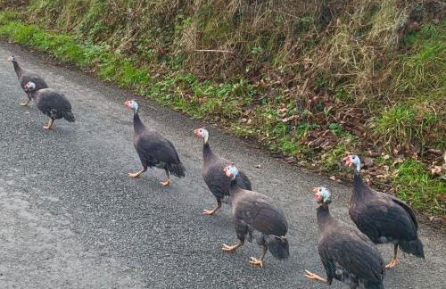 The Little cow shed - Foto 31