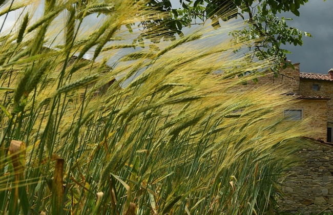 Baciano Azienda Agrituristico Venatoria - Photo 67