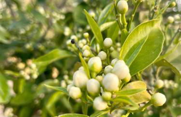 La Cuadra de Finca Don Carmelo - Foto 54