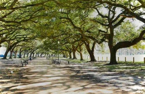 Pristine Full Sized Montrose Apartment Half Block to Menil Museum - Foto 55