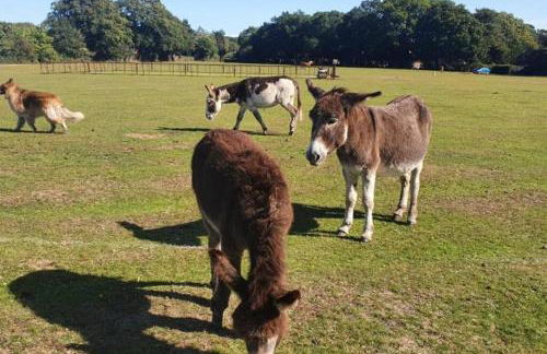 The Swish-New Forest Retreat BALCONY WITH VIEWS - Foto 27