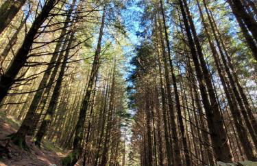 The Granary Corris on the edge of the Dyfi Forest - Photo 41