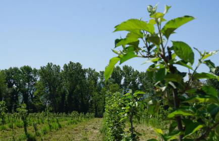 Fattoria Didattica Le Torte - Photo 13