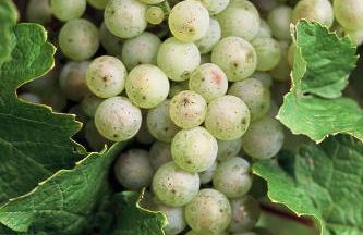 Kronenhof - Wein und Ferien - Foto 29