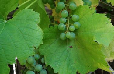 Landhaus SiebenEichen - Foto 49