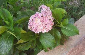 Rancho Esperança, pouso e comida a lenha - Foto 31