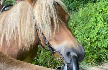 Ferienhof Morich - Urlaub auf dem Bauernhof im Harz - Foto 13