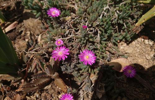 Elba Residence - Foto 14