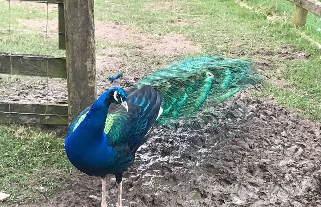 Y Twlc Mochyn - Ecofriendly - Farm Animals - Foto 21