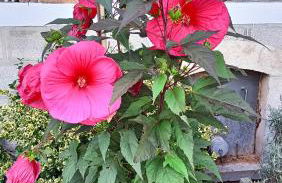 Domaine de Croix en Sologne - Foto 2