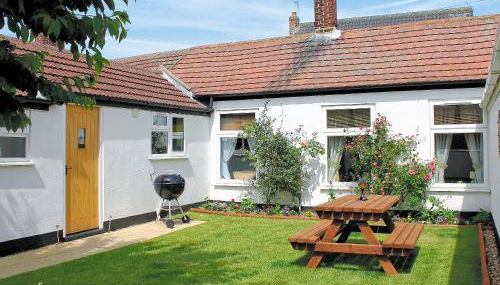 Little Tern - Foto 1