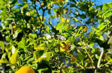 Casa Colom - Foto 43