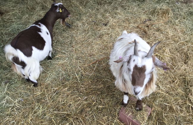 Castleview - Newton Steading - Foto 39