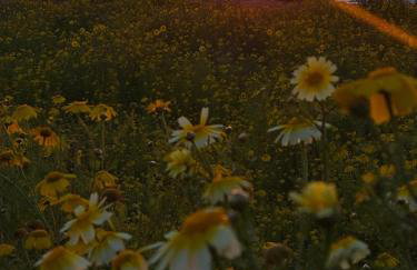 Villa Eugenia - Foto 28