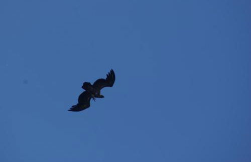 Monte do Pego - Foto 16