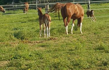 Azienda Agricola Cascina Monticone - Foto 6