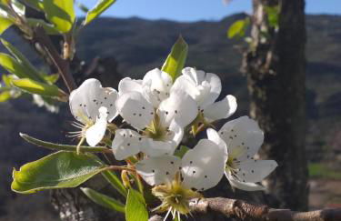 Quinta da Timpeira - Foto 28