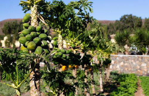 Finca Arbequina - Photo 70