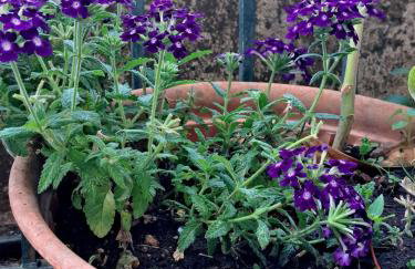 Villaggio traditional living - Foto 34