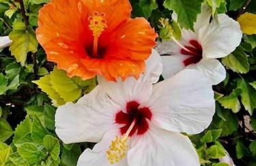 Flamingo Apart - Foto 36