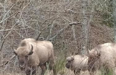 Los Casares - Foto 57