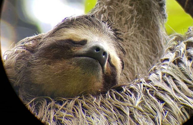 Avistamento de aves e bichos-preguiça em San José - Foto 6