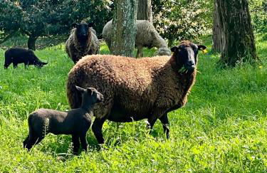 Château Doré les Tours - Appartement Loup - Proche Puy du Fou - Photo 47
