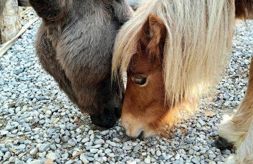 Agriturismo Villa Guarnaschelli - Foto 12