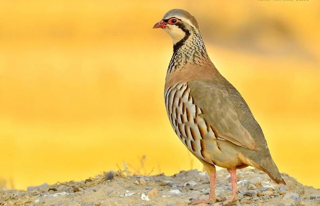 L'Esgolfa de ca l'Ortís - Foto 24