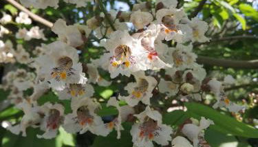 "Kleine Hedwig" - Foto 2, Garden