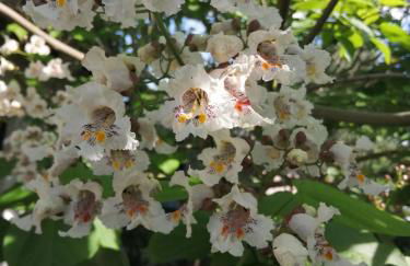 "Kleine Hedwig" - Foto 2