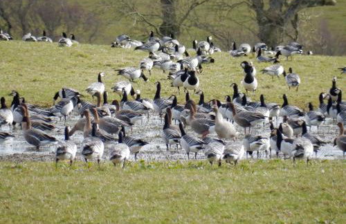 Shelduck Cottage - Foto 18