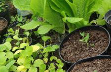 Agroturystyka Zielony Domek - Apartament na wyłączność, slow life, staw, oswojone zwierzęta gospodarskie, posiłki z własnych eko produktów - Foto 26