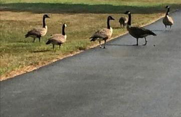 Historic Countryside Estate with Brenda Lee Heritage Near Nashville, Goodlettsville TN - Photo 67