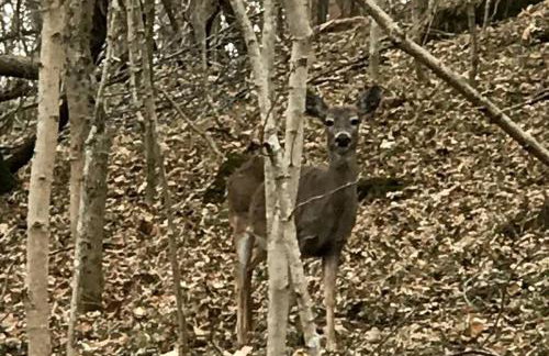 "Lovely Tiny House Rental for a Romantic Getaway in Shepherdstown, West Virginia - Foto 13