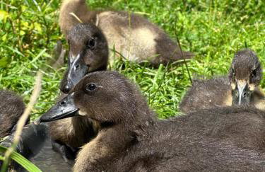 Pod Piekiełkiem - Foto 13