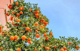 Cabanal Beach House - 10 min to ocean , FastWifi , SmartTV, AC - Foto 39