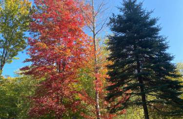 The Blue Lotus - Foto 24