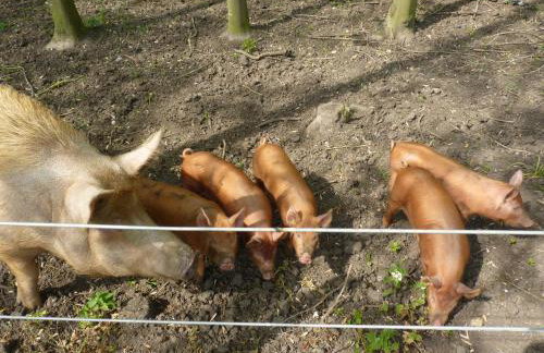 Corner Farm Barn - Foto 23